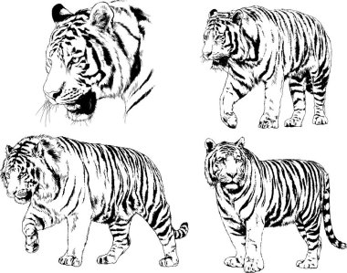 Vektör çizimleri farklı avcılar çizer, kaplanlar, aslanlar, çitalar ve leoparlar mürekkeple çizilir, arka planı olmayan nesneler.