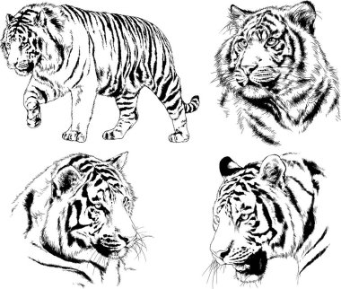 Vektör çizimleri farklı avcılar çizer, kaplanlar, aslanlar, çitalar ve leoparlar mürekkeple çizilir, arka planı olmayan nesneler.