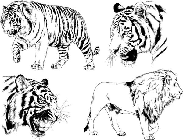 Dibujos Vectoriales Bocetos Diferentes Depredadores Tigres Leones Guepardos Leopardos Dibujan — Vector de stock