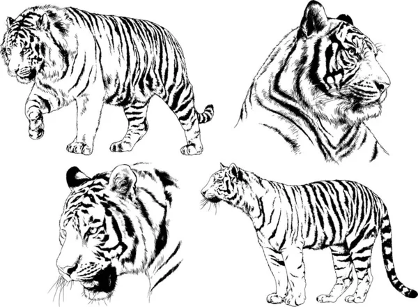 Dibujos Vectoriales Bocetos Diferentes Depredadores Tigres Leones Guepardos Leopardos Dibujan — Vector de stock