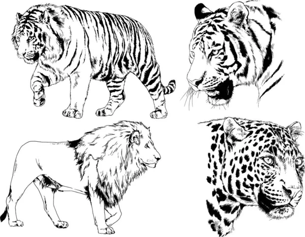 Vector Drawings Sketches Different Predator Tigers Lions Cheetahs Leopards Drawn — 스톡 벡터