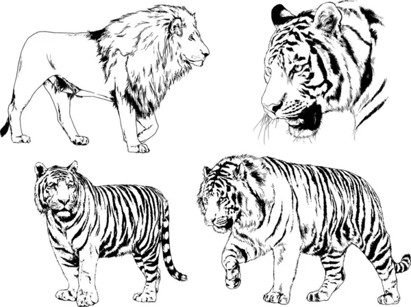 Vector Drawings Sketches Different Predator Tigers Lions Cheetahs Leopards Drawn — Stock Vector