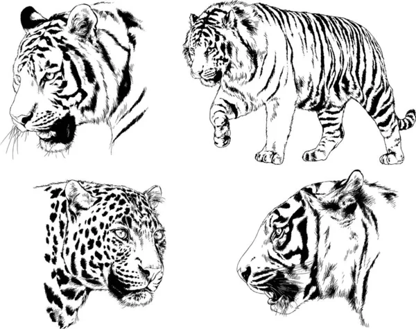 Desenhos Vetoriais Esboços Predador Diferente Tigres Leões Chitas Leopardos São — Vetor de Stock