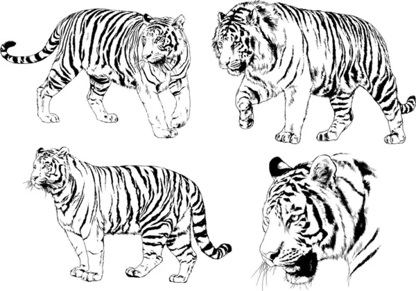 Vector Drawings Sketches Different Predator Tigers Lions Cheetahs Leopards Drawn — 스톡 벡터