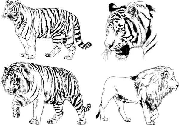 Vector Drawings Sketches Different Predator Tigers Lions Cheetahs Leopards Drawn — Stock Vector