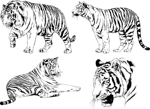 Vector Drawings Sketches Different Predator Tigers Lions Cheetahs Leopards Drawn — Stock Vector