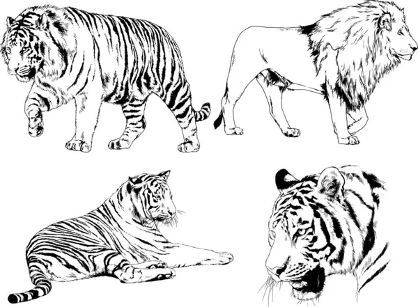 Векторные Рисунки Эскизы Различных Хищников Тигров Львов Гепардов Леопардов Рисуются — стоковый вектор