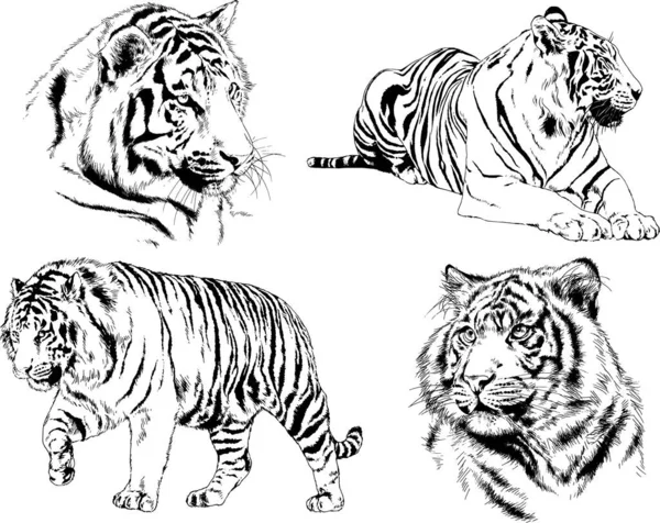 Vektör çizimleri farklı avcılar çizer, kaplanlar, aslanlar, çitalar ve leoparlar mürekkeple çizilir, arka planı olmayan nesneler.