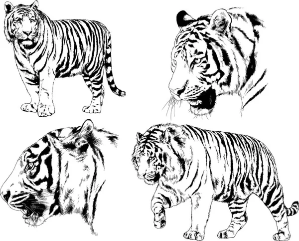 Vector Drawings Sketches Different Predator Tigers Lions Cheetahs Leopards Drawn — Stock Vector