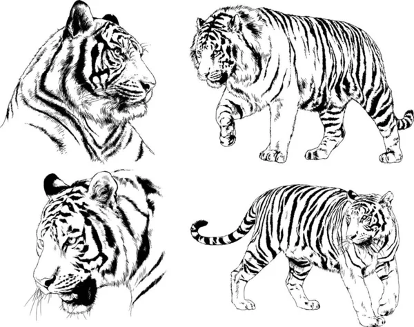 Dessins Vectoriels Croquis Différents Prédateurs Tigres Lions Guépards Léopards Sont — Image vectorielle