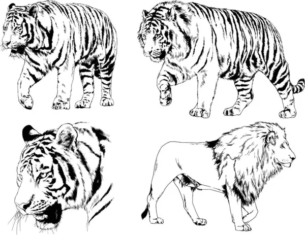 Vector Drawings Sketches Different Predator Tigers Lions Cheetahs Leopards Drawn — 스톡 벡터