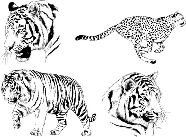 矢量画素描不同的掠食者 猎豹和豹都是用墨水手绘的 没有背景的物体 — 图库矢量图片