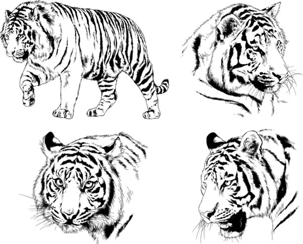 Vektorové Kresby Kreslí Různé Dravce Tygry Lvy Gepardy Leopardy Jsou — Stockový vektor