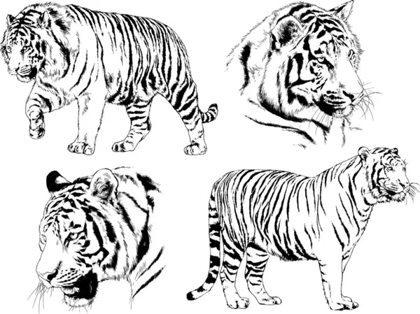 Dibujos Vectoriales Bocetos Diferentes Depredadores Tigres Leones Guepardos Leopardos Dibujan — Archivo Imágenes Vectoriales