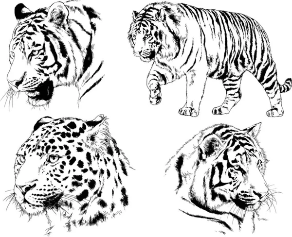 Desenhos Vetoriais Esboços Predador Diferente Tigres Leões Chitas Leopardos São — Vetor de Stock
