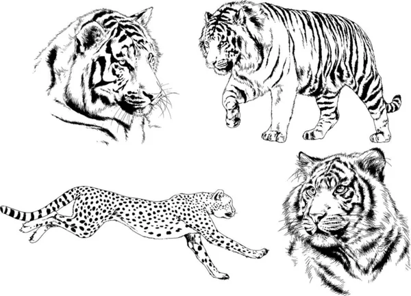 Dessins Vectoriels Croquis Différents Prédateurs Tigres Lions Guépards Léopards Sont — Image vectorielle