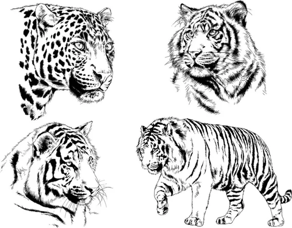 Gambar Vektor Sketsa Predator Yang Berbeda Harimau Singa Cheetah Dan - Stok Vektor