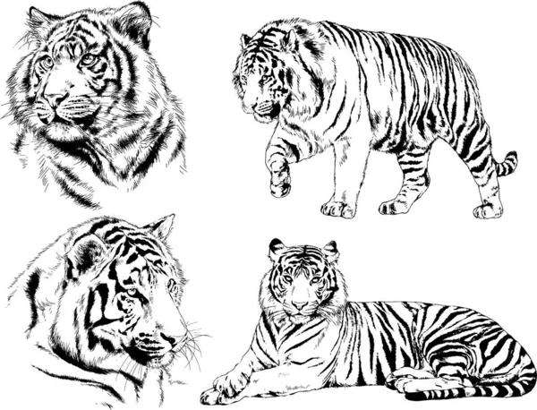 Dibujos Vectoriales Bocetos Diferentes Depredadores Tigres Leones Guepardos Leopardos Dibujan — Vector de stock