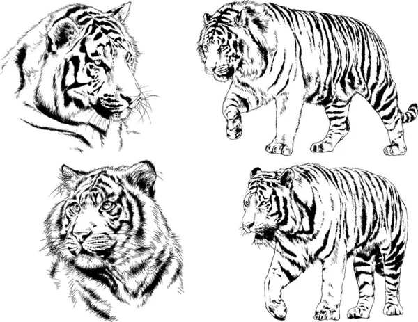 Dibujos Vectoriales Bocetos Diferentes Depredadores Tigres Leones Guepardos Leopardos Dibujan — Archivo Imágenes Vectoriales