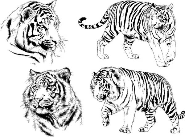 Vector Drawings Sketches Different Predator Tigers Lions Cheetahs Leopards Drawn — 스톡 벡터