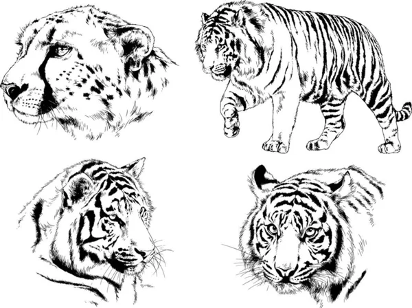 Vector Drawings Sketches Different Predator Tigers Lions Cheetahs Leopards Drawn — Stock Vector