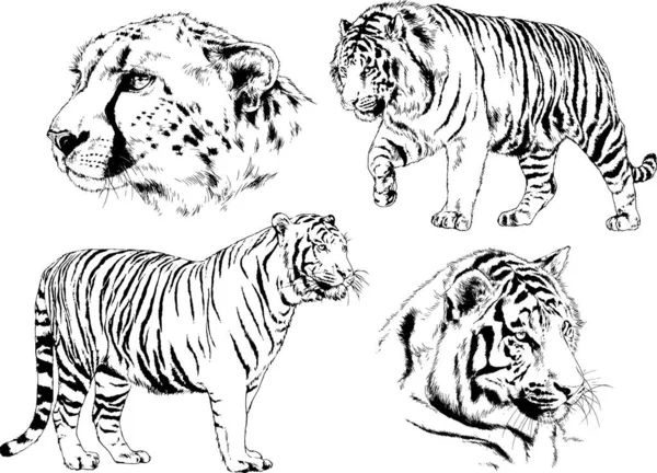 Vector Drawings Sketches Different Predator Tigers Lions Cheetahs Leopards Drawn — Stock Vector