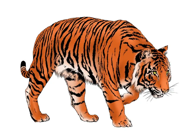 Tigre Dessiné Encre Des Mains Tatouage Prédateur Logo — Photo