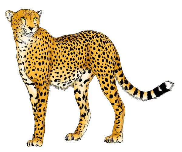 Uitgevoerd Cheetah Hand Getekend Met Inkt Witte Achtergrond Logo Tatoeage — Stockfoto