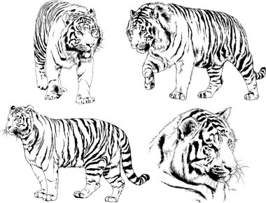 vektör çizimleri çizimler farklı yırtıcı hayvan, kaplan aslan çita ve leopar mürekkep el tarafından nesneleri arka plan ile çizilir