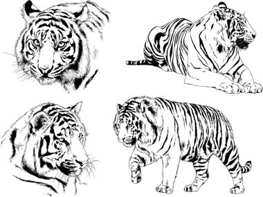 vektör çizimleri çizimler farklı yırtıcı hayvan, kaplan aslan çita ve leopar mürekkep el tarafından nesneleri arka plan ile çizilir