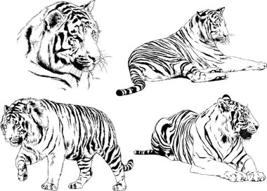 vektör çizimleri çizimler farklı yırtıcı hayvan, kaplan aslan çita ve leopar mürekkep el tarafından nesneleri arka plan ile çizilir