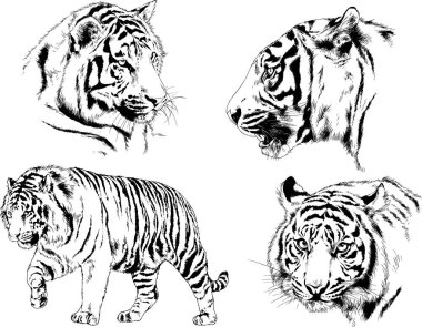 vektör çizimleri çizimler farklı yırtıcı hayvan, kaplan aslan çita ve leopar mürekkep el tarafından nesneleri arka plan ile çizilir