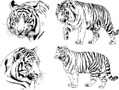 vektör çizimleri çizimler farklı yırtıcı hayvan, kaplan aslan çita ve leopar mürekkep el tarafından nesneleri arka plan ile çizilir