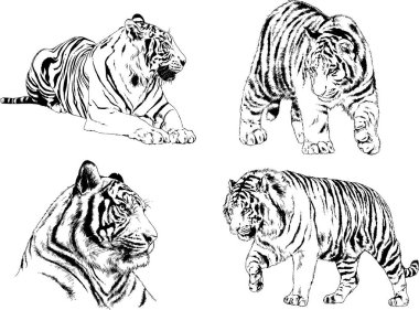 vektör çizimleri çizimler farklı yırtıcı hayvan, kaplan aslan çita ve leopar mürekkep el tarafından nesneleri arka plan ile çizilir