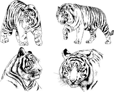 vektör çizimleri çizimler farklı yırtıcı hayvan, kaplan aslan çita ve leopar mürekkep el tarafından nesneleri arka plan ile çizilir