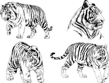 vektör çizimleri çizimler farklı yırtıcı hayvan, kaplan aslan çita ve leopar mürekkep el tarafından nesneleri arka plan ile çizilir