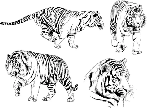 Dibujos Vectoriales Bocetos Diferentes Depredadores Tigres Leones Guepardos Leopardos Dibujan — Archivo Imágenes Vectoriales