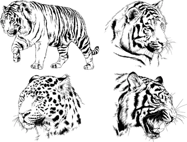 Dibujos Vectoriales Bocetos Diferentes Depredadores Tigres Leones Guepardos Leopardos Dibujan — Vector de stock