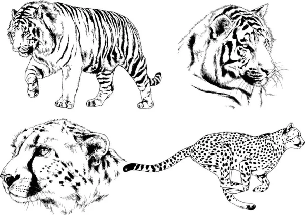 Desenhos Vetoriais Esboços Predador Diferente Leões Tigres Chitas Leopardos São —  Vetores de Stock