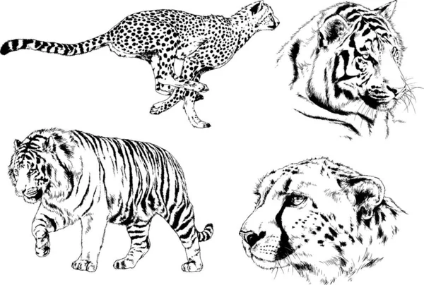 Vector Drawings Sketches Different Predator Tigers Lions Cheetahs Leopards Drawn — Stock Vector