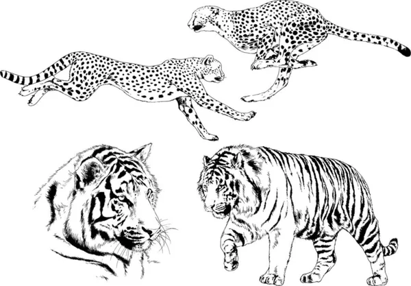 Dessins Vectoriels Esquisse Différents Prédateurs Tigres Lions Guépards Léopards Sont — Image vectorielle