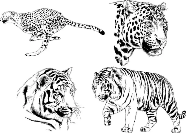 Διανυσματικά Σχέδια Σκίτσα Διαφορετικές Predator Τίγρες Λιονταριών Τσιτάχ Και Λεοπαρδάλεις — Διανυσματικό Αρχείο