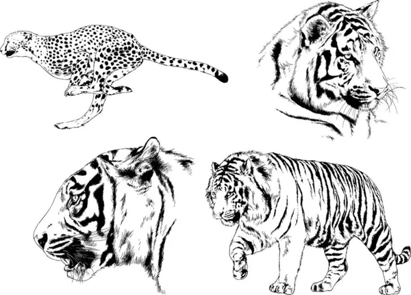 Desenhos Vetoriais Esboços Predador Diferente Leões Tigres Chitas Leopardos São —  Vetores de Stock