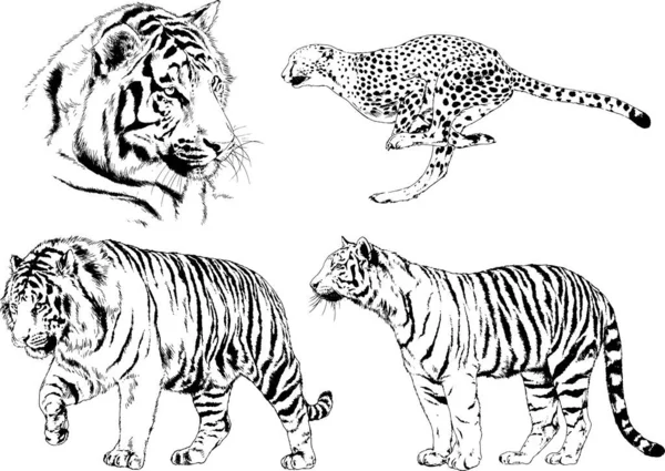 Dibujos Vectoriales Bocetos Diferentes Depredadores Tigres Leones Guepardos Leopardos Dibujan — Archivo Imágenes Vectoriales