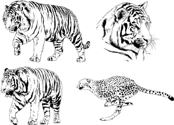 Dibujos Vectoriales Bocetos Diferentes Depredadores Tigres Leones Guepardos Leopardos Dibujan — Vector de stock