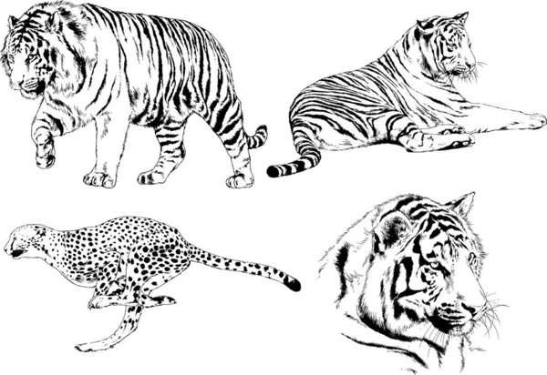 Vector Drawings Sketches Different Predator Tigers Lions Cheetahs Leopards Drawn — Stock Vector