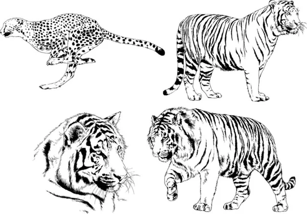 Dibujos Vectoriales Bocetos Diferentes Depredadores Tigres Leones Guepardos Leopardos Dibujan — Vector de stock