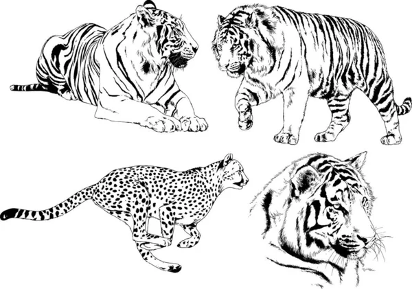 Dibujos Vectoriales Bocetos Diferentes Depredadores Tigres Leones Guepardos Leopardos Dibujan — Archivo Imágenes Vectoriales