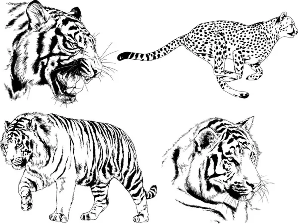 Dibujos Vectoriales Bocetos Diferentes Depredadores Tigres Leones Guepardos Leopardos Dibujan — Archivo Imágenes Vectoriales