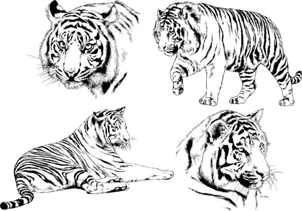 Dessins Vectoriels Esquisse Différents Prédateurs Tigres Lions Guépards Léopards Sont — Image vectorielle